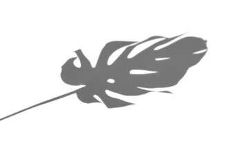 Monstera leaf shadow overlay.