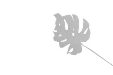 Monstera leaf shadow overlay.