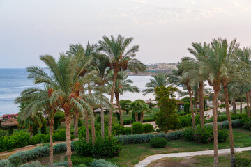 Seashore with date palms and green plants.