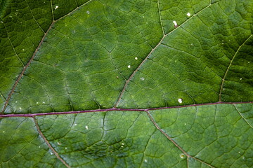 Macro Photo Of Natural Green Leaf Pattern