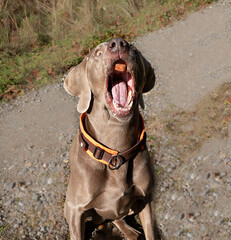 Hund schnappt Futterbrocken