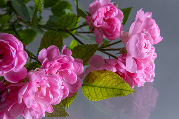 Pink roses bouquet with free space for text