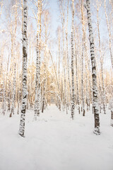 Fototapeta premium winter forest landscape with snow