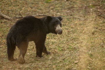 Beautiful and very rare sloth bear in the nature habitat in India