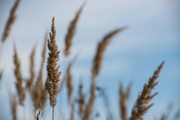 Fototapeta premium Dry grass flowers in the sky background. Close view of grass stems against sky. Calm and natural background.
