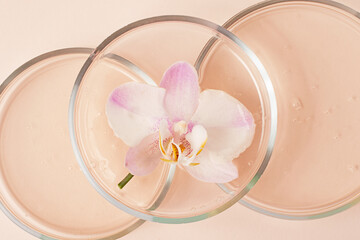 Top view of the petri dishes with transparent gel inside.Fresh orchid in it.Concept of the research and preparing cosmetic.Pastel pink background.