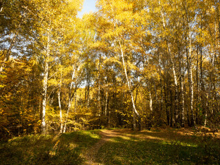 Indian summer int the forest