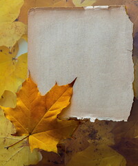 Autumn Leaves on the Old Paper sheet isolated on white