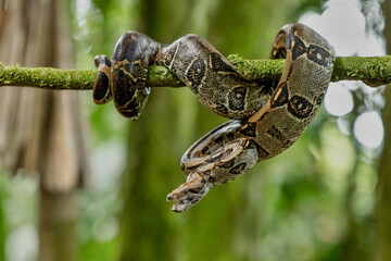 Boa imperator (Central American Boa) in Costa Rica