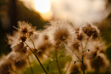close-up of dandelions in field at sunset