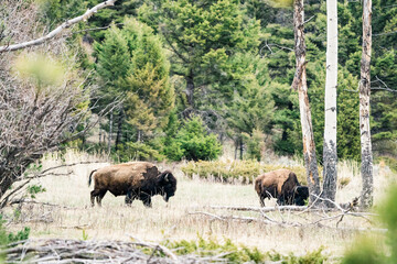 Naklejka na ściany i meble Two Bison graze in a meadow in Yellowstone National Park