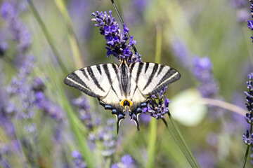 Macrophotographie d'un papillon - Flambé (Iphicides podalirius)