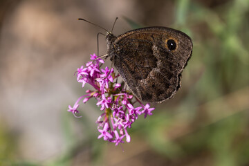 Macrophotographie d'un papillon - Grande coronide (Satyrus ferula)
