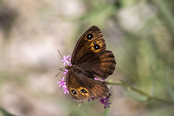 Macrophotographie d'un papillon - Grande coronide (Satyrus ferula)