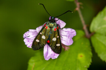 Macrophotographie d'un papillon - Zygène de la Coronille (Zygaena ephialtes)