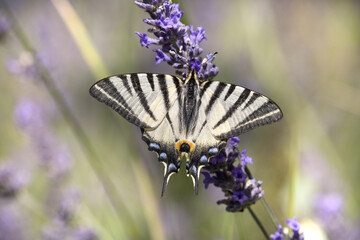 Macrophotographie d'un papillon - Flambé (Iphicides podalirius)