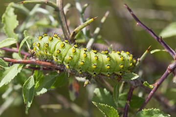 Macrophotographie d'une chenille - Petit paon de nuit (Saturnia pavonia)