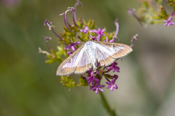 Macrophotographie d'un papillon - Pyrale du buis (Cydalima perspectalis)