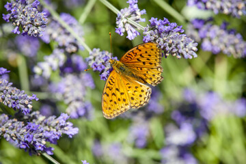 Macrophotographie d'un papillon - Mélitée orangée (Melitaea didyma)
