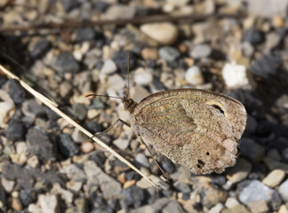 Macrophotographie d'un papillon - Grande coronide (Satyrus ferula)
