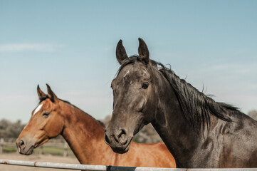 Fototapeta na wymiar Two horses in the pen, redhead and bay, facing the camera.