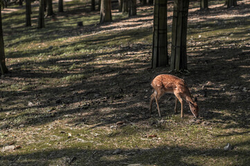 Little spotted fawn stinging grass in a pine forest in the sunny rays.