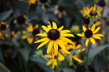 Black-eyed Susan in a garden