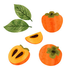 Persimmon set. Half, slice and whole persimmon fruit isolated on white. Watercolor vector illustration.