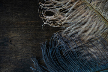Bird feathers as a background