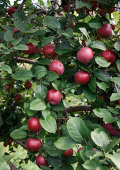 Many ripe red apples growing on a tree in an orchard.