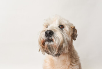 Soft coated wheaten terrier dog against white background.