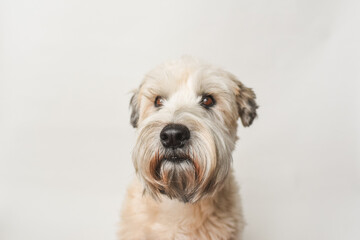 Soft coated wheaten terrier dog against white background.