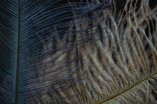 Bird feathers as a background