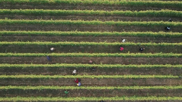 Aerial shot Of Grape Manually Harvest In Vineyard With Multiple Worker