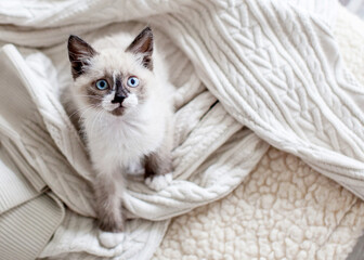Fototapeta na wymiar Cute cat peeking out from under a white blanket