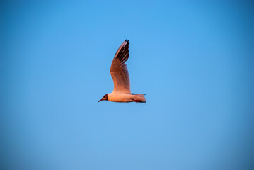 The seagull flies against the background of a blue clear sky.