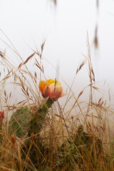 Flowering Cactus in the fog