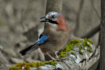 Geai des chênes (Garrulus glandarius), Neuchâtel, Suisse.
