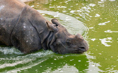 Indian rhinoceros Rhinoceros unicornis entering the water