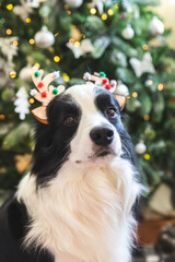 Funny portrait of cute puppy dog border collie wearing Christmas costume deer horns hat near christmas tree at home indoors background. Preparation for holiday. Happy Merry Christmas concept
