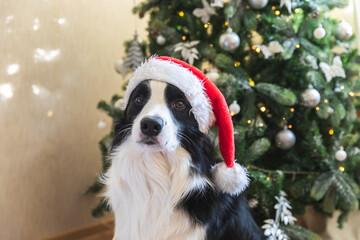 Fototapeta na wymiar Funny portrait of cute puppy dog border collie wearing Christmas costume red Santa Claus hat near christmas tree at home indoors background. Preparation for holiday. Happy Merry Christmas concept