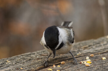 A Black-capped Chickadee having Lunch
