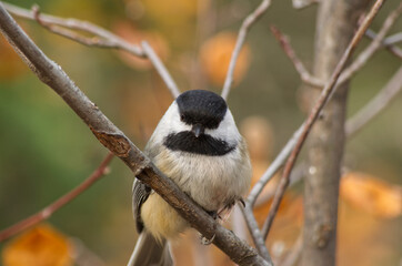 A Black-capped Chickadee in a Tree