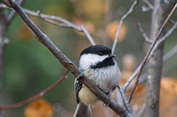 A Black-capped Chickadee in a Tree