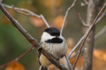 A Black-capped Chickadee in a Tree