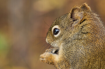 Close up of a Red Squirrel having Lunch