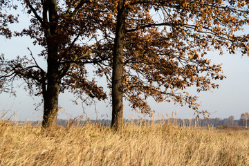 Złota polska jesień na Podlasiu, Polska