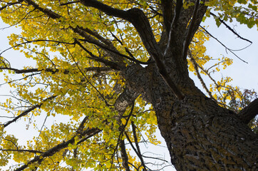 A Great Autumn Tree reaching for the Sky