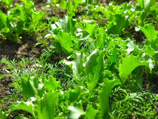 green leaf lettuce grows in the summer in the garden