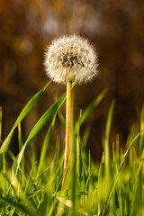 Close up image of fluffy white dandelion in deep green grass, sunny autumn day